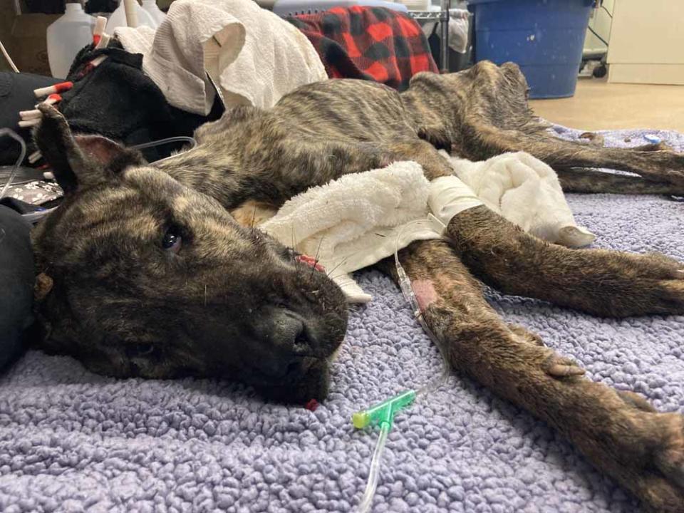 Vets managed to stabilise him over the next five days, before returning him to the Kentucky Humane Society. (Collect/PA Real Life)