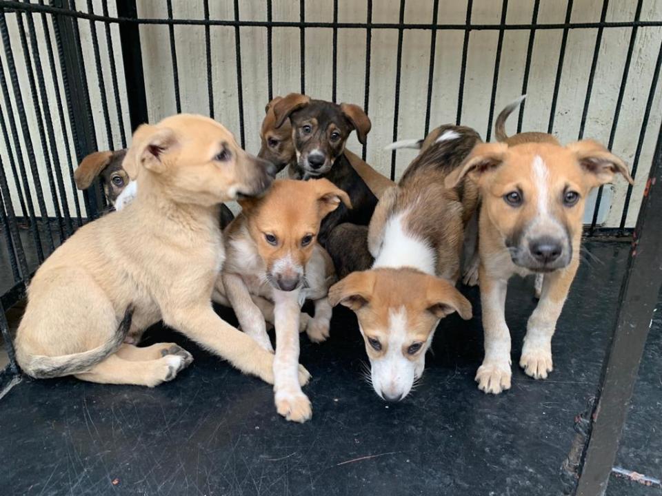 <div class="inline-image__caption"><p>Kadaoui took these pups and their mother back to her sanctuary to avoid being poisoned.</p></div> <div class="inline-image__credit">Sally Kadaoui</div>