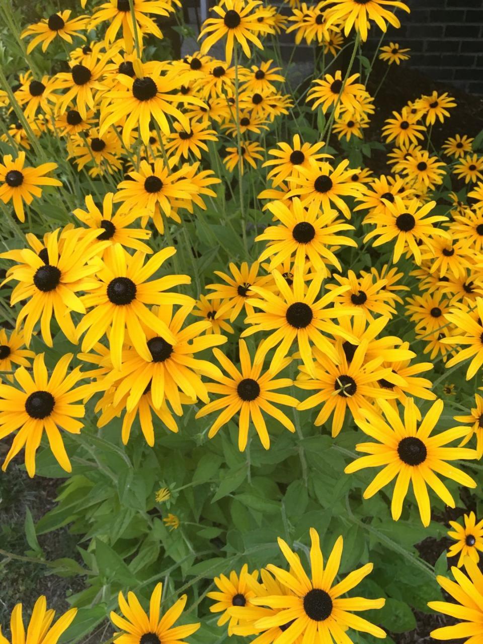 12) Black-Eyed Susan