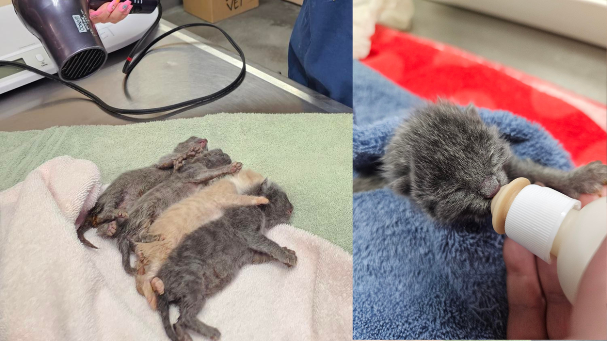 <div>Days old kittens being cared for at the Human Society of Pierce County and Tacoma</div>