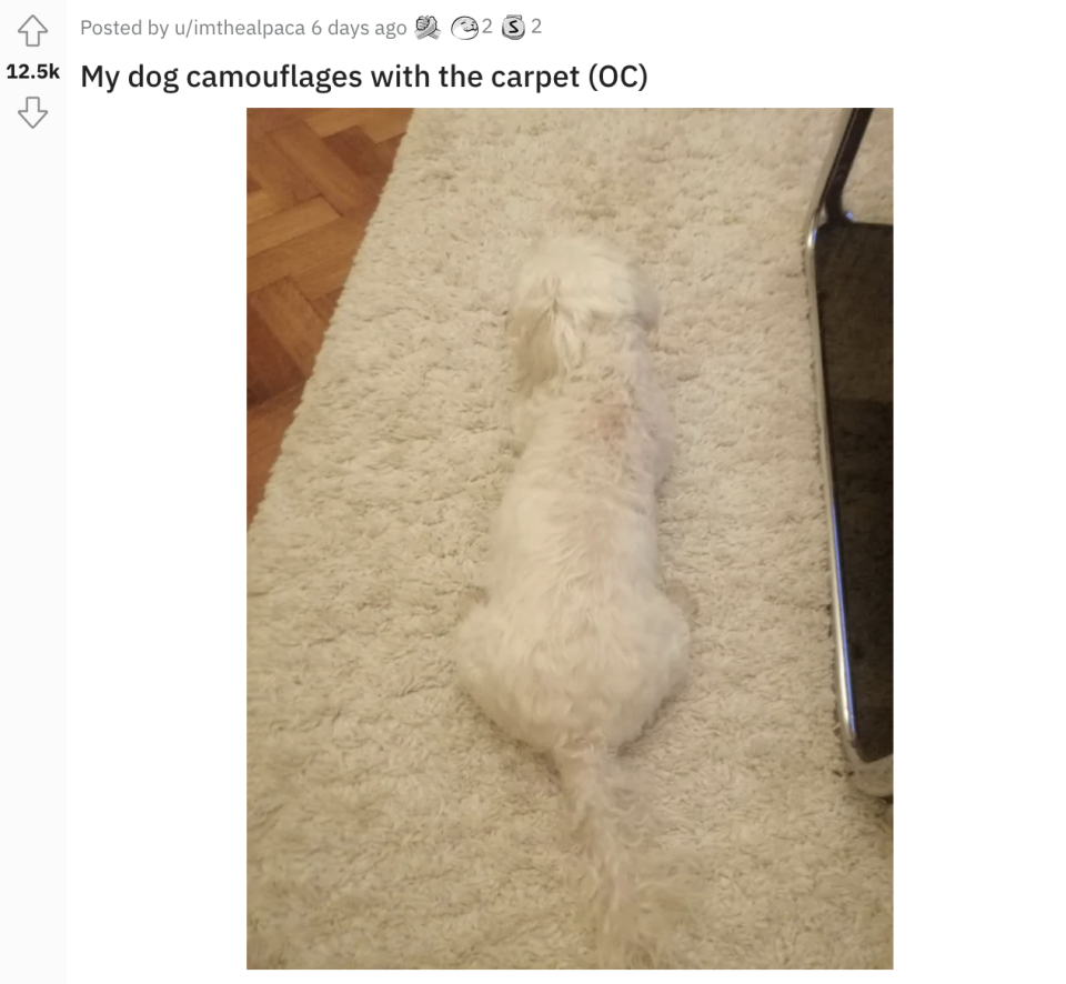 A dog sitting on a rug