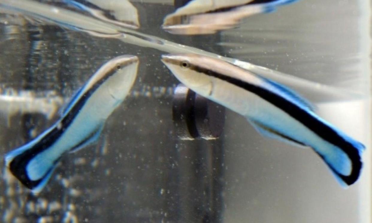 <span>A bluestreak cleaner wrasse looks at its own reflection in a mirror. The self-recognition test is the gold standard for evidence of visual self-awareness.</span><span>Photograph: Osaka Metropolitan University/PA</span>