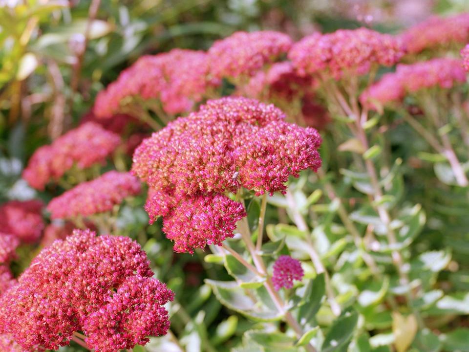 4) Sedum