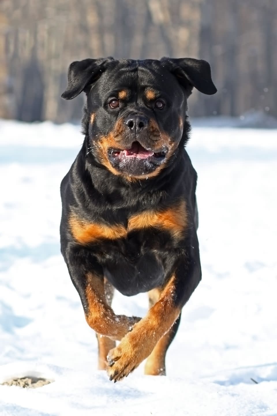 Rottweiler