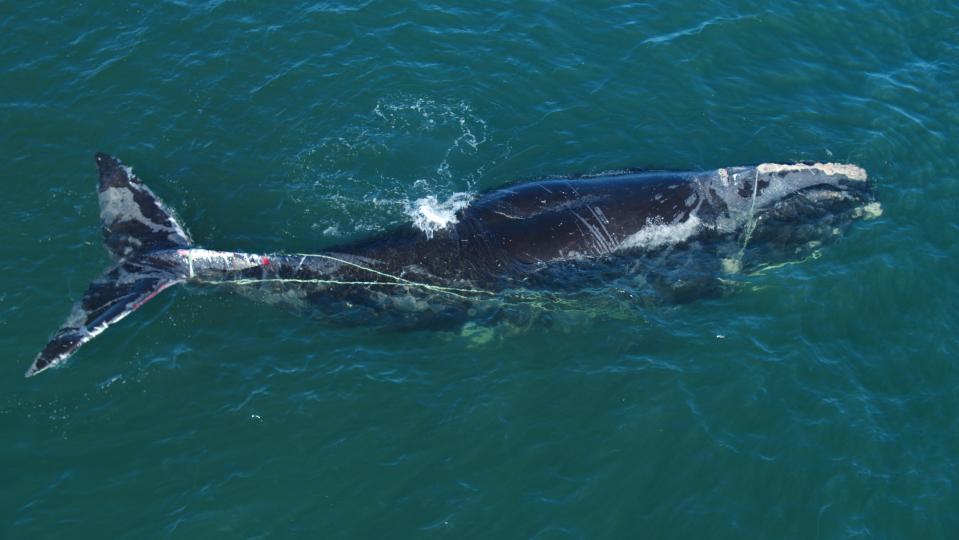 A then-5-year-old male North Atlantic right whale identified as #4615 is shown entangled in a rope with visible wounds in the Gulf of St. Lawrence in a scene from the documentary "Last of the Right Whales."