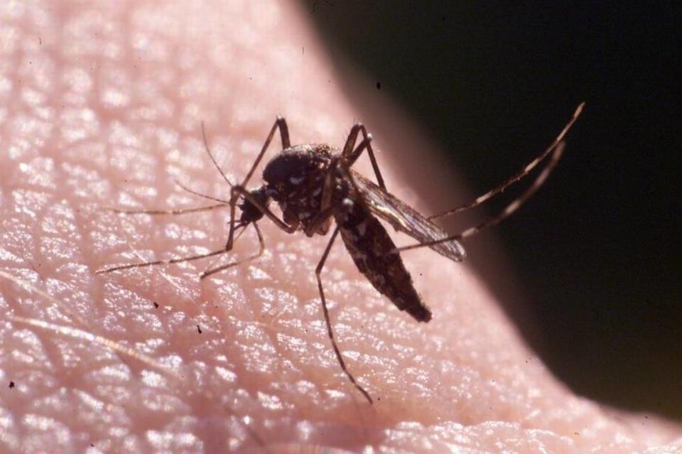 The Asian tiger mosquito (Aedes albopictus) is “the most prevalent species across the state, particularly in large urban areas,” according to Michael Waldvogel of N.C. State.