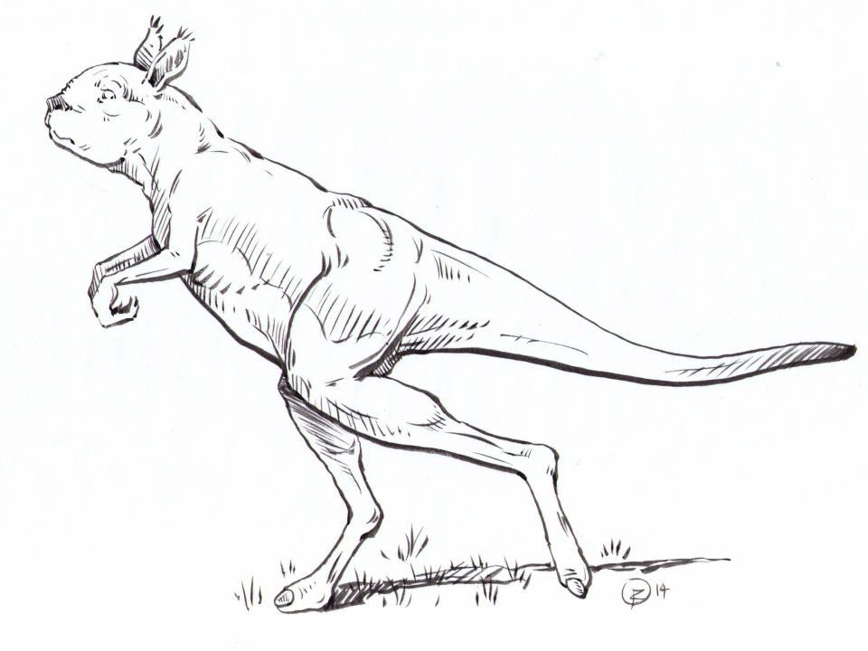 This extinct kangaroo weighed up to 240kg and walked, rather than hopped