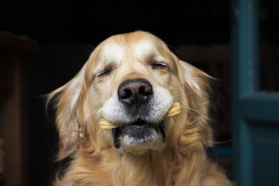 Schmeckt unwiderstehlich gut: Selbstgemachte Hundekekse. (Bild: Getty Images)