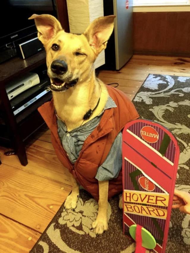 Goldendoodle Dressed as Costco Worker For Halloween Photo