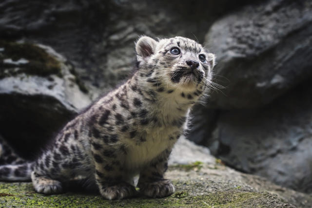 Snow Leopard Cubs Enjoying an Ice Bath Are Too Cute To Miss