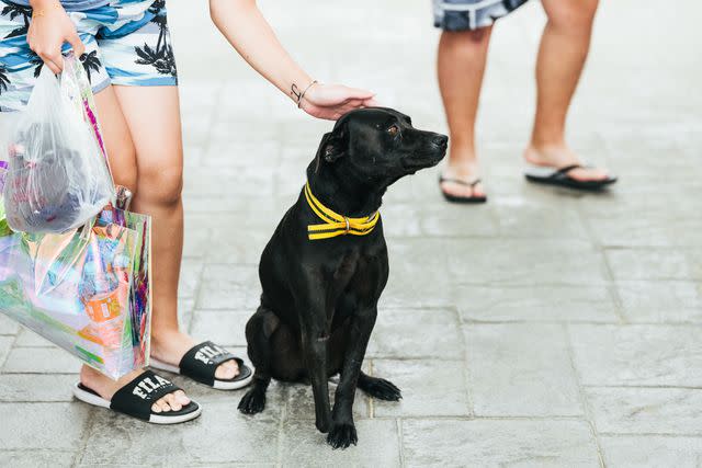 <p>Sean Marc Lee</p> Nan Wan Xiao Bai, the house dog at Wild Kid Bar, in Hengchun.