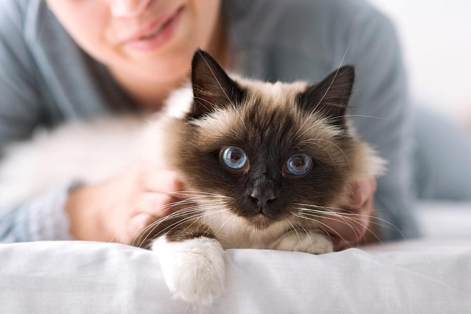 birman lying on a bed with woman