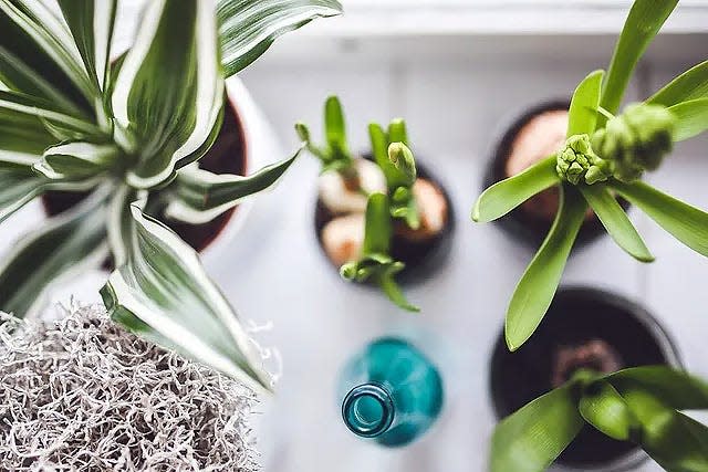 Houseplants can be grouped close together in winter to increase humidity