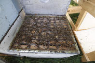 Dead bees lay in a hive kept near Iola, Wis., on Wednesday, Sept. 23, 2020. Beekeepers Samantha Jones and James Cook say that, in this era of beekeeping, bee deaths are expected — sometimes because of mites, pesticides or a combination of stressors. They say it's a good year when only 40 percent of their hives die, but they plan for half. (AP Photo/Carrie Antlfinger)