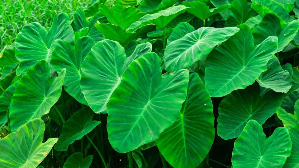 big green leafy albino like elephants ear shoots or heads can be processed into food tarogiant taro, alocasia indica green bushes, biennial plants, water weeds that occur in the tropics