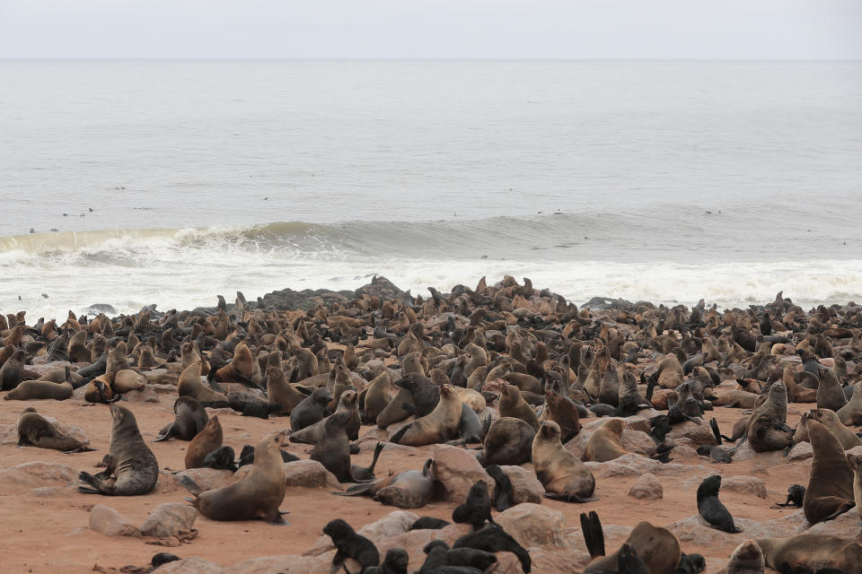 <p>Cape fur seals swarm the coastal headland at the Cape Cross Seal Reserve in Namibia. (Photo: Gordon Donovan/Yahoo News) </p>