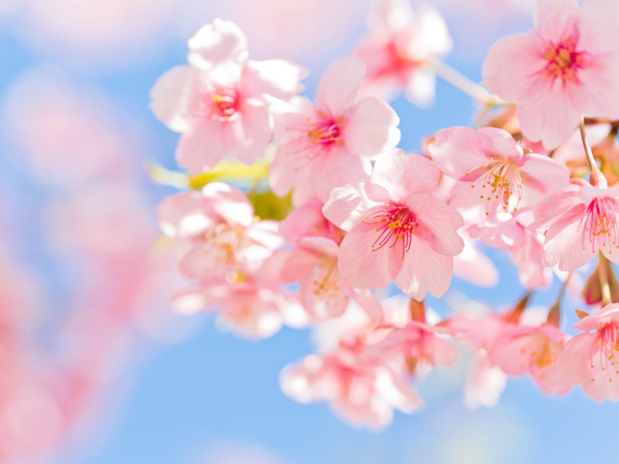 Pink Cherry Blossoms Against Clear Blue Sky