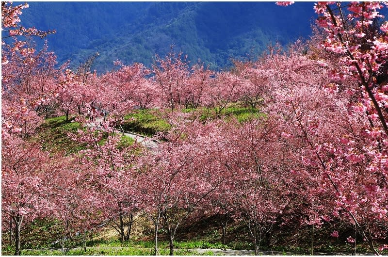 福壽山農場千櫻園