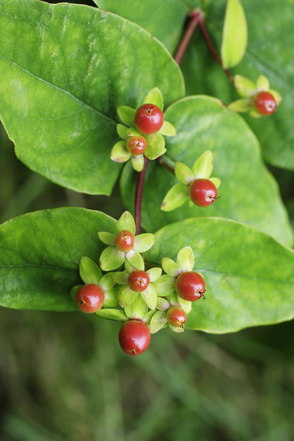 5) Red hypericum