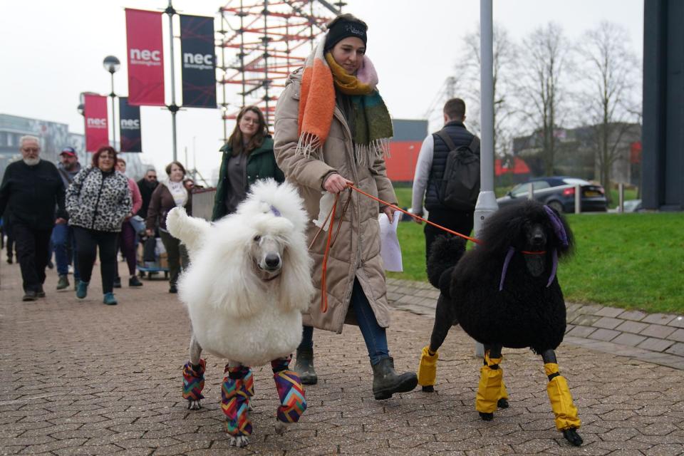 Dogs and owners arrive on the first day of the Crufts Dog Show at the National Exhibition Centre in Birmingham. Picture date: Thursday March 7, 2024.