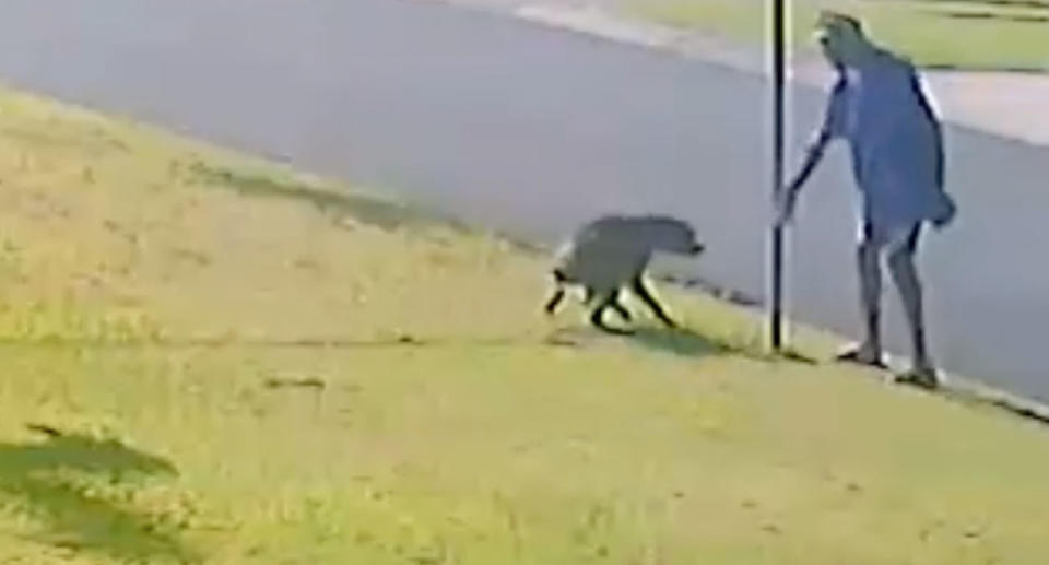 The man appears to lure the dog towards him before the attack. Source: RSPCA QLD