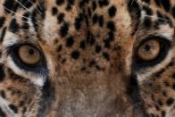 An adult male jaguar named Xama looks on while receiving veterinary care, food and treatment at NGO Nex Institute in Corumba de Goias