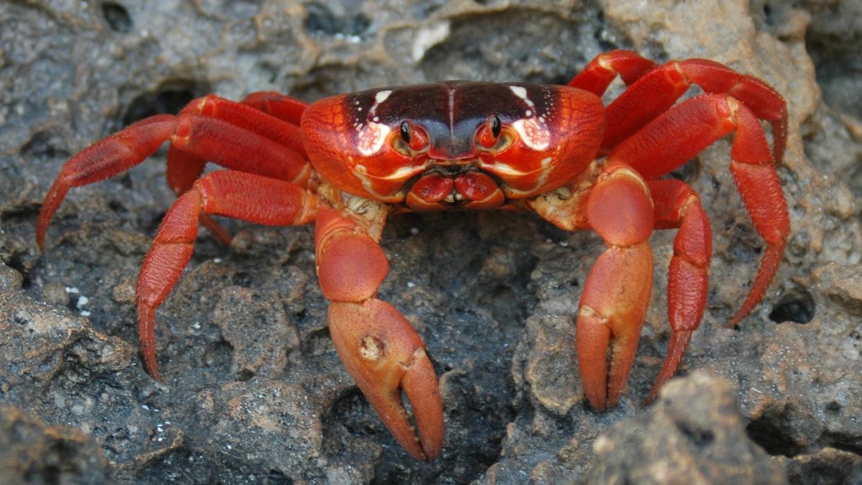 a christmas island red crab sitting on rocks