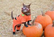 <p>Miss Coco Puff the dog shows off her pumpkin outfit Lootcrate Presents HOWLoween Costume Contest in Culver City, California. (Tara Ziemba/WireImage) </p>