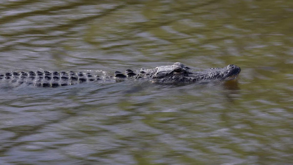 9-foot Florida alligator eats 40-pound dog, owner says: 'Took him down like it w..