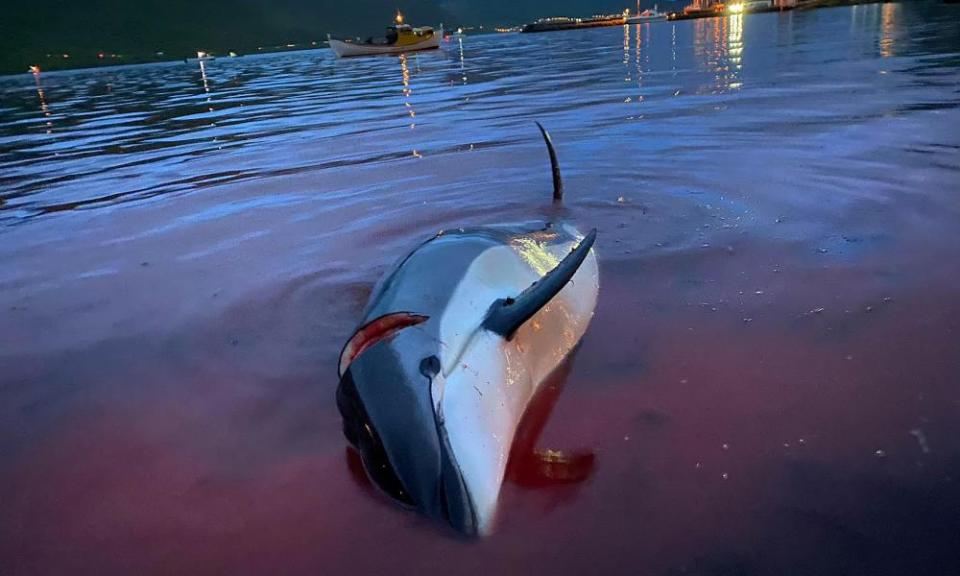 dead white-sided dolphin lays in the blood-stained shallows, Faroe islands