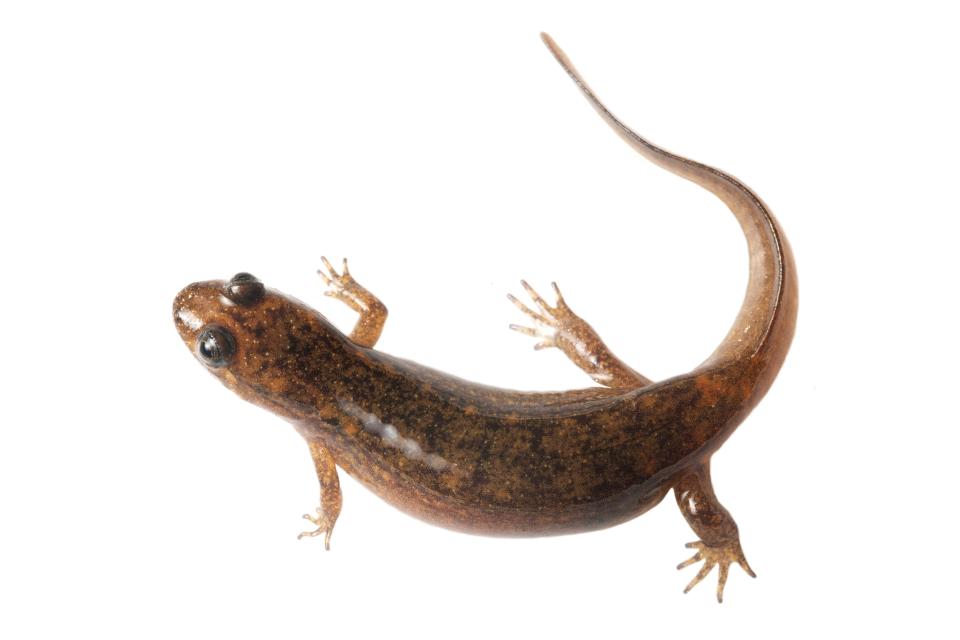 What was once referred to as simply the black-bellied salamander, or Desmognathus quadramaculatus F, has recently been discovered by two scientists to consist of at least four distinct species, two of which live in the Smokies.
