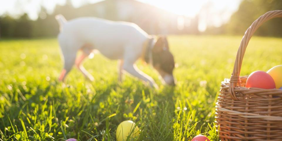 12 easter treats that are toxic to dogs