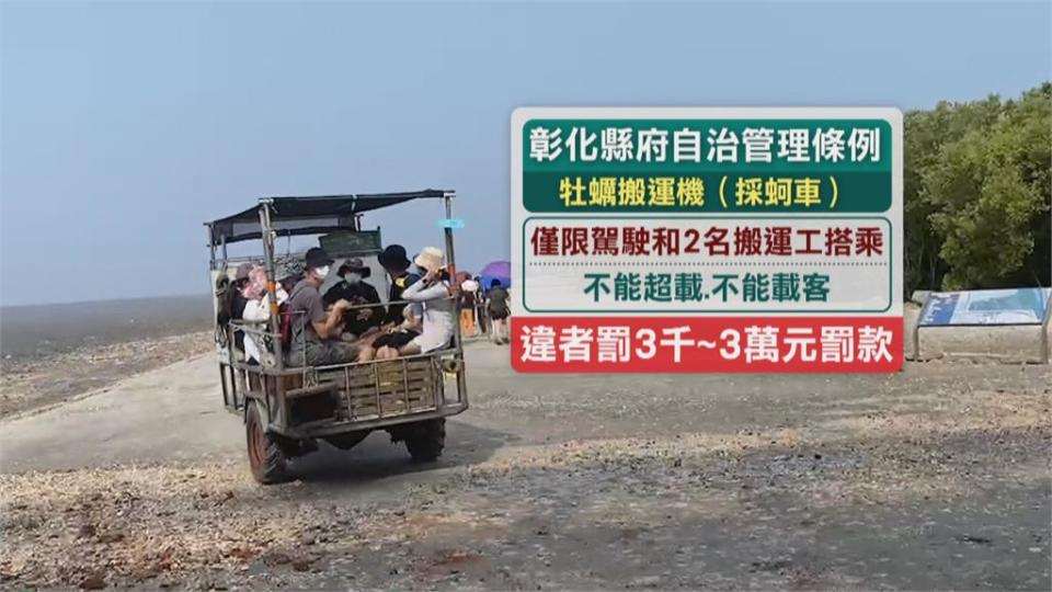 彰化芳苑濕地步道爆紅　採蚵鐵牛車違法載客成亂象