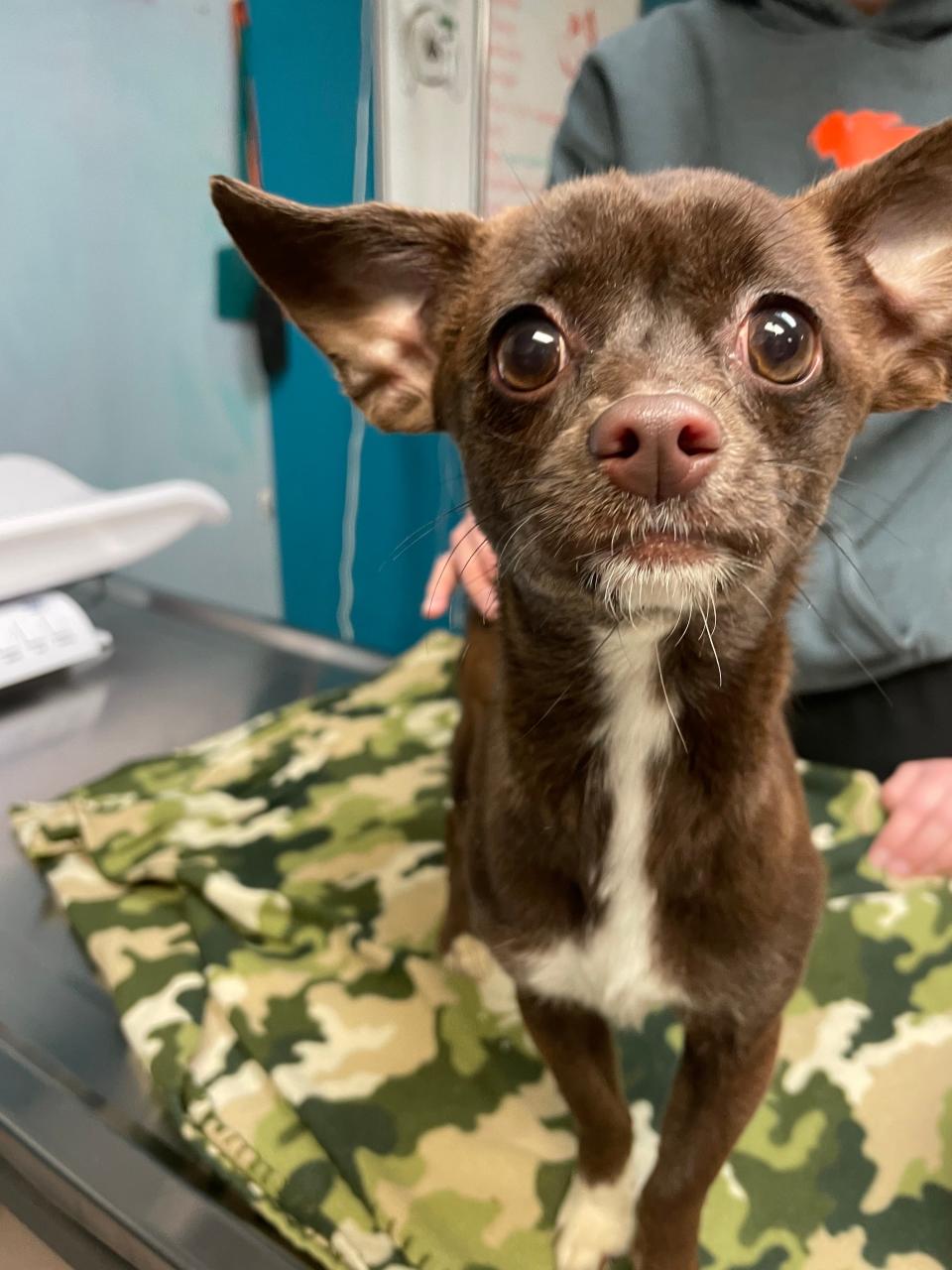 A Chihuahua, dubbed Coco, was found tied up in several bags discarded along the railroad tracks in Vineland on Feb.19. A $1K reward is posted for the tip that leads to the arrest and conviction of the person responsible.