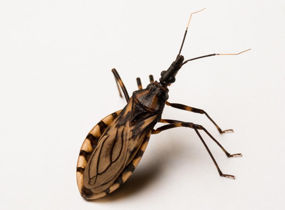 A biting insect called the "kissing bug" carries a parasite in its gut which can infect humans with the deadly Chagas disease.&nbsp; (Photo: Paul Ojuara via Getty Images)