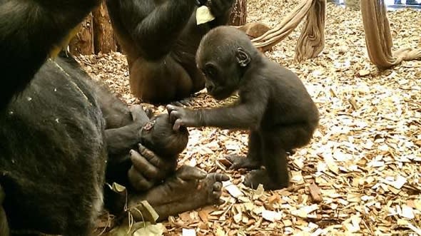 Beautiful moment gorilla strokes new baby brother's head (video)