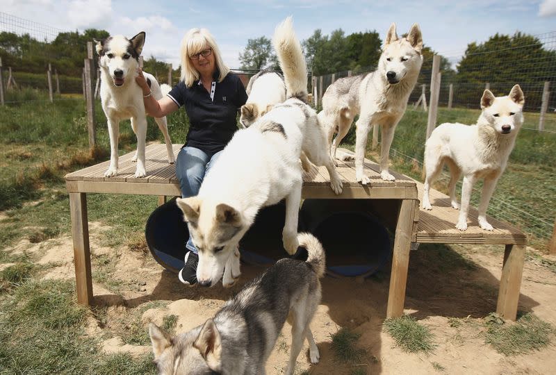 Siberian Husky breeder Christine Biddlecombe sits with some of her dogs at her home, in Tonbridge