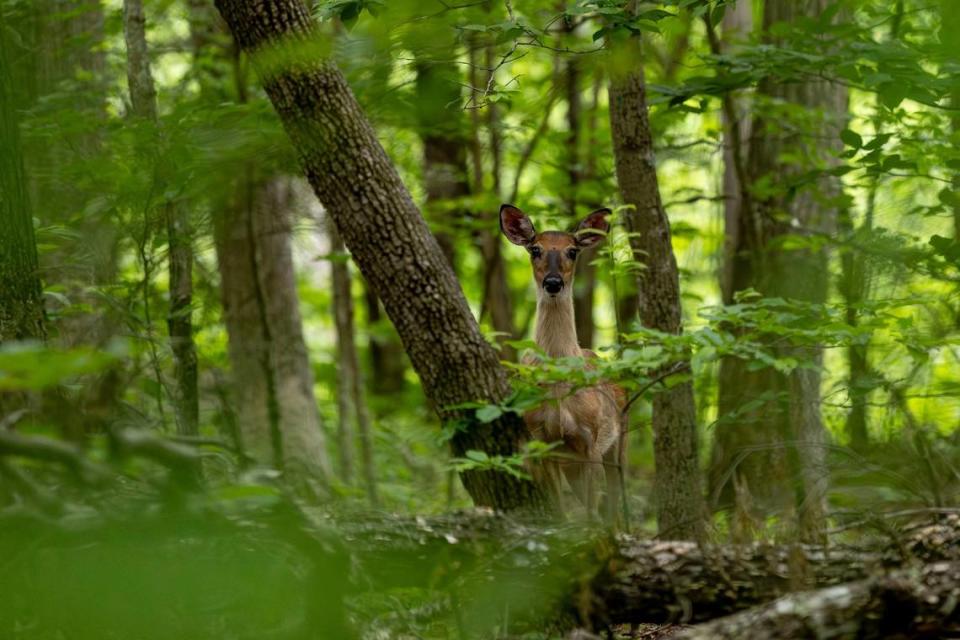 A deer stands on a trail to Smokey Bridge at Carter Caves State Resort Park.