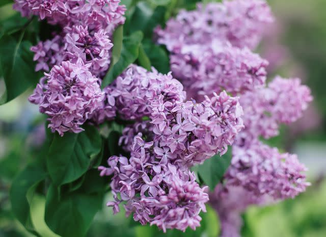 15 Colorful Flowering Shrubs to Make Your Garden Look Like a Painting