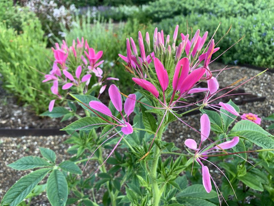 Spider Flower (Cleome hassleriana)