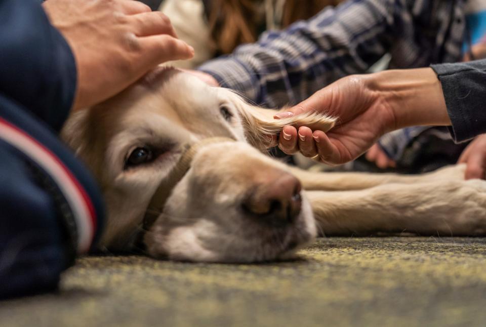 Michigan State University students pet golden retreiver Nellie while spending time petting therapy dogs in the Main Library on the campus in East Lansing on Friday, Feb. 17, 2023, to help students/faculty in the aftermath of the mass shooting on campus that left three students dead and five in critical condition.