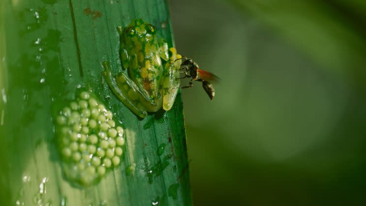 Glass frog male protecting his eggs from a predatory wasp in Costa Rica (Credit: BBC)