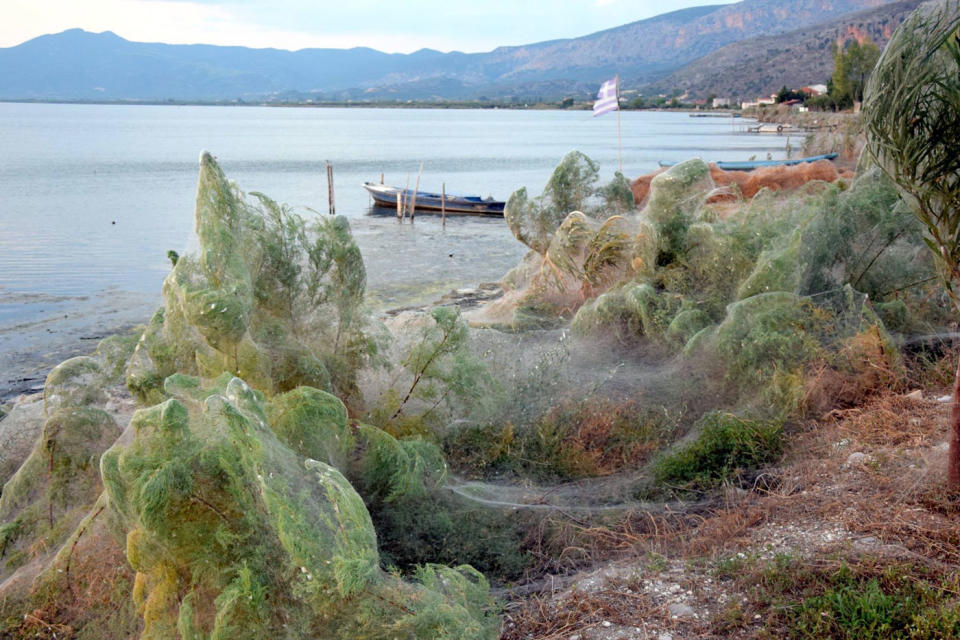 The lagoon in Aitoliko, Western Greece, is now shrouded in webs, burying vegetation in a mass of spider silk, filled with mating spiders and their young. Source: Facebook/ Giannis Giannakopoulos 