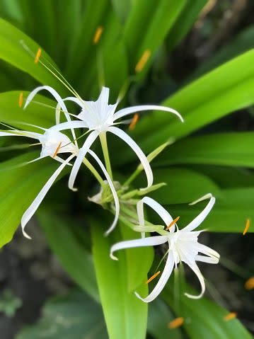 white flowers white flower names