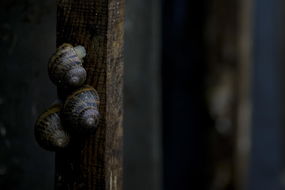 Snails are seen at Anton Avramenko's farm in Veresnya, on the outskirts of Kyiv, Ukraine, Friday, June 10, 2022. Snail farming isn't the type of business you expect to see when you think about Ukraine. Though in recent years, as the economic relations with the EU are tightening, Ukrainians have mastered new ideas of production which can be a perfect fit for the European market. (AP Photo/Natacha Pisarenko)