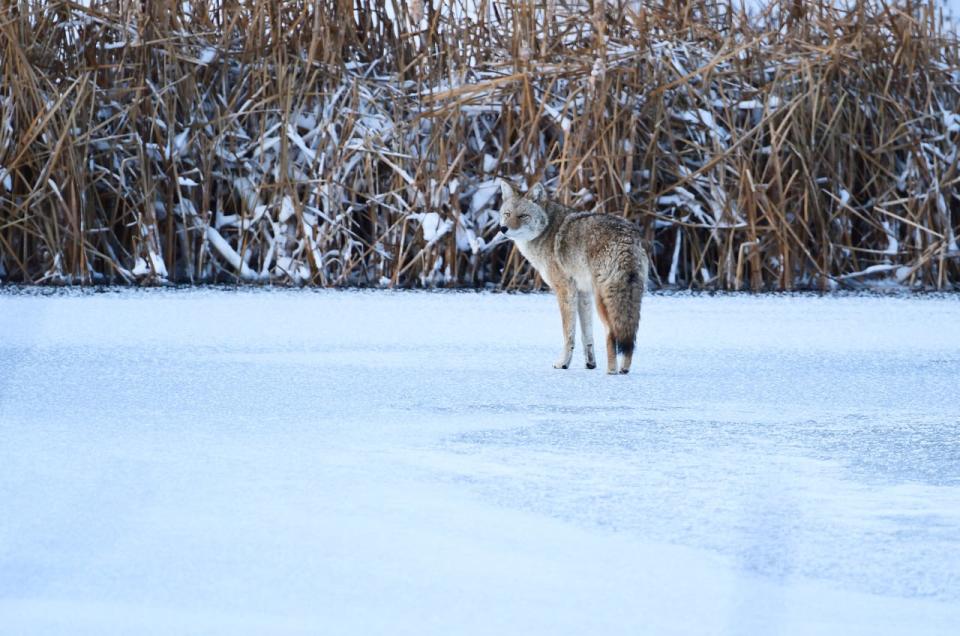A coyote in Edmonton.