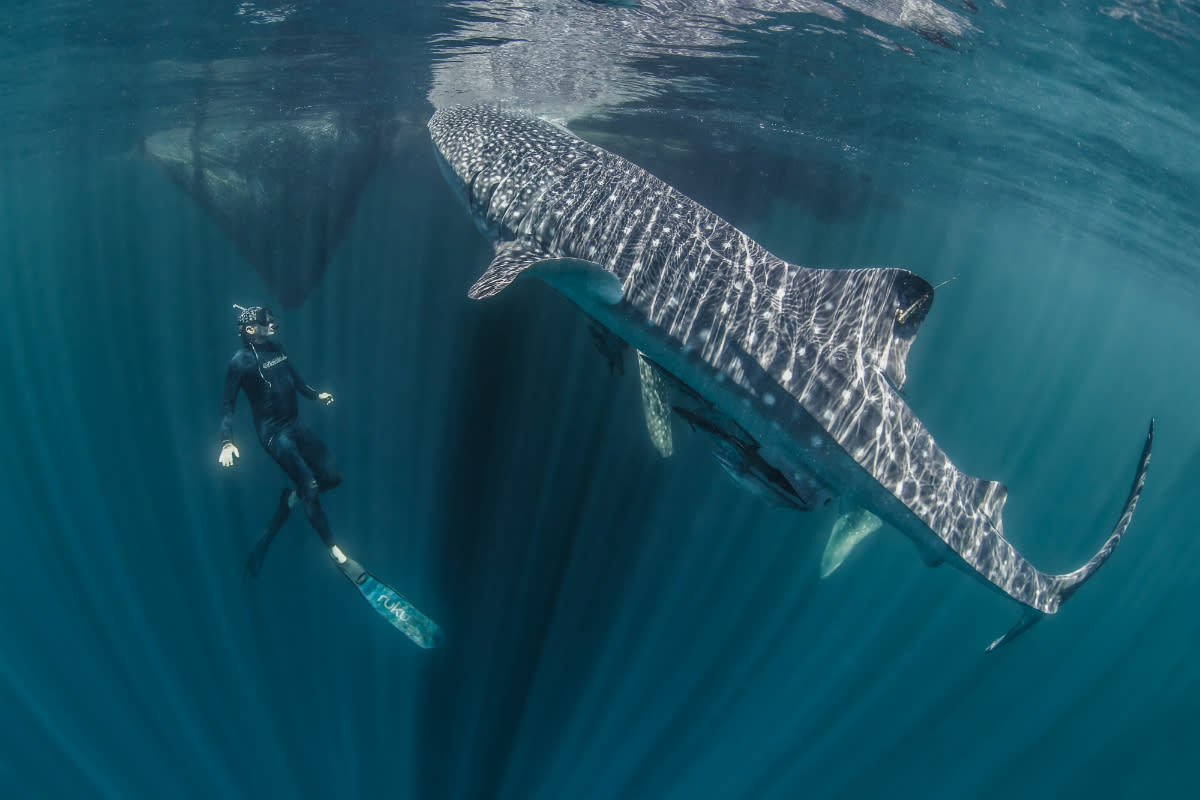 6,000 Feet Under: Whale Sharks' Deepest Dives Detected