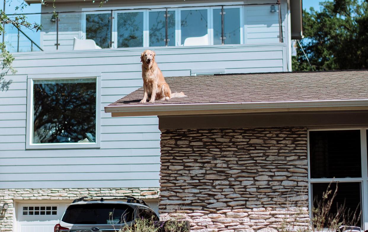 Golden Retreiver on a roof