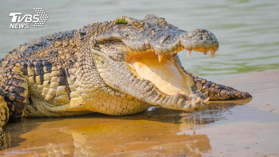 澳洲一名男子去湖邊游泳時，突遭鱷魚攻擊咬住頭部。（示意圖／shutterstock 達志影像）