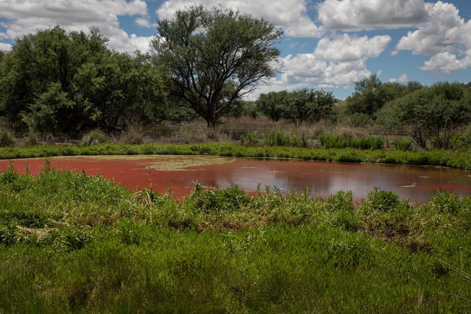 A pond serves as a critical habitat for the restoration of Chiricahua leopard frogs in Cienega Creek Natural Preserve near Tucson on Aug. 4, 2022.